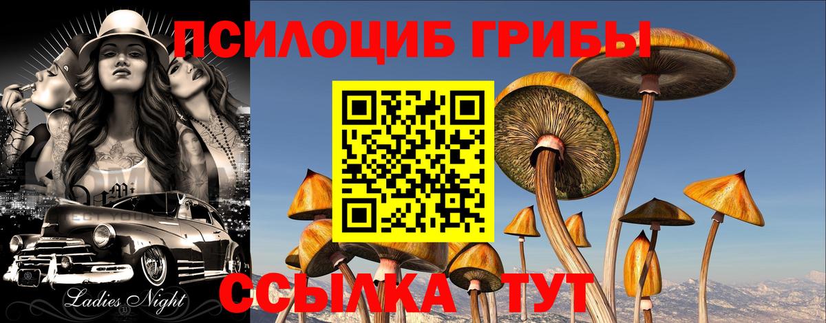 Пенза  Галлюциногенные грибы Psilocybine cubensis  Вход с VPN 